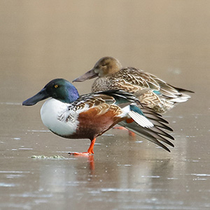 Northern Shoveler